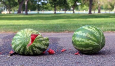 Watermelons used for testing