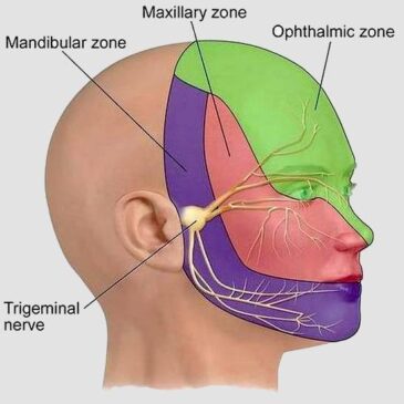 Location of trigeminal nerve