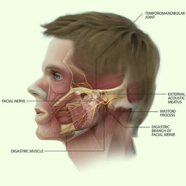 Surrounding structure of TMJ