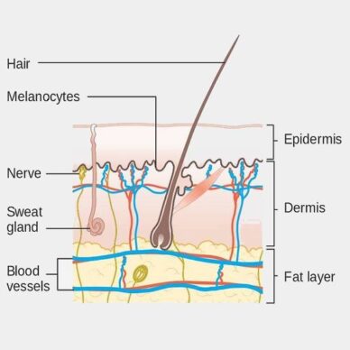 Structure of human skin