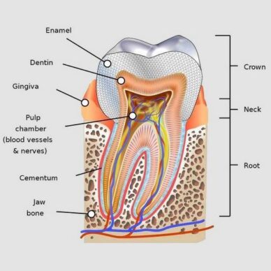 Structure of tooth and support area